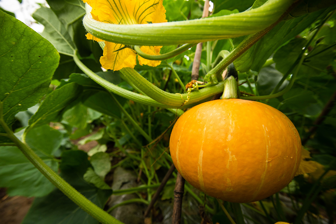 150畝有(yǒu)機(jī)蔬菜基地(dì)